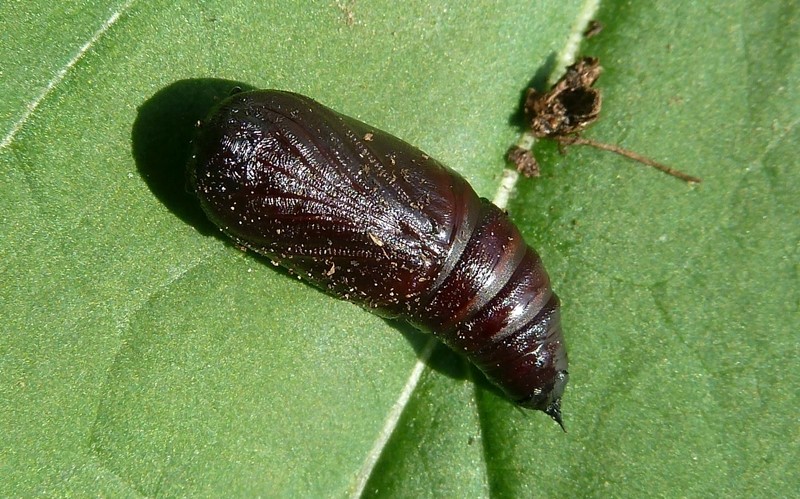 Ciclo vitale: Biston strataria, Geometridae